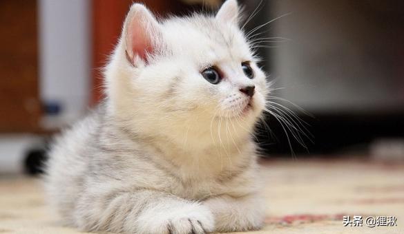 猫咪品种表（猫咪品种科普）