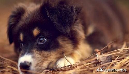 小狗恶心呕吐怎么回事（小狗恶心怎么办）