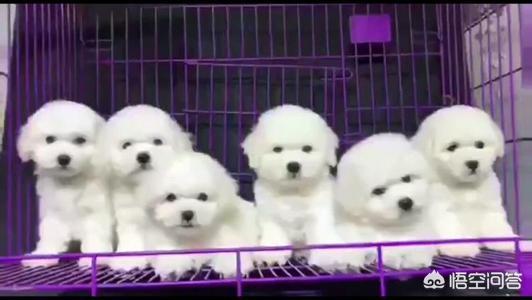 买宠物狗一般多少钱（买狗狗多少钱）