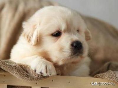 比较正规的宠物购买平台（宠物购买app）