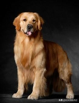 德牧跟金毛哪个好养护主（德牧和金毛哪个更护主）