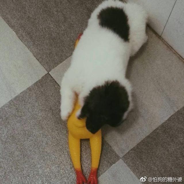 喜欢宠物却无法养（喜欢宠物却无法养活自己）