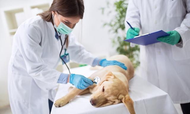 狗狗常见的几种病（狗狗常见病的特征与治疗）