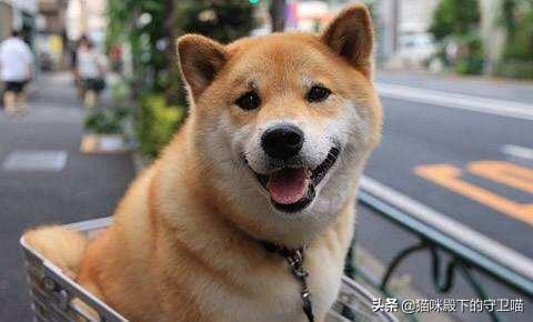 狗狗皮肤病会传染人（狗狗皮肤病会传染人吗,人身上痒痒的）