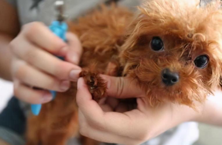 狗寄生虫种类图片大全（狗寄生虫的表现）