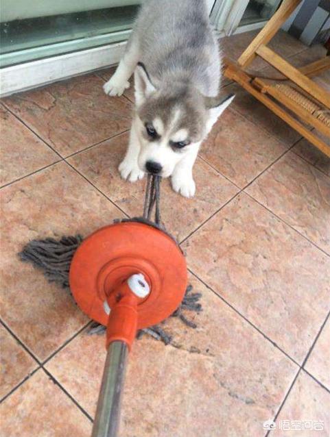 北京犬拖把头（拖把狗叫什么名字）