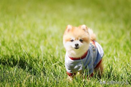 狗狗细小初期症状怎么治疗（狗狗细小初期症状怎么治疗好）