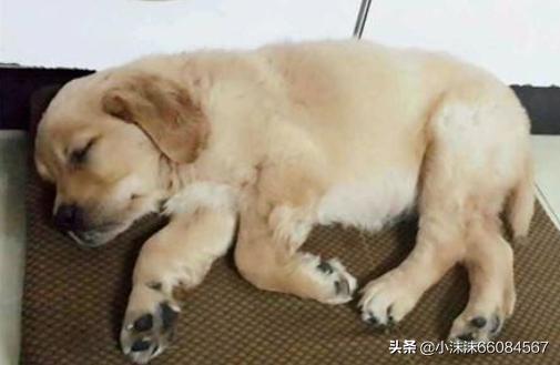 狗狗犬瘟拉屎什么症状（狗狗犬瘟拉的屎是什么样的）