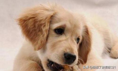 金毛犬饲养技巧（金毛狗狗的养法）