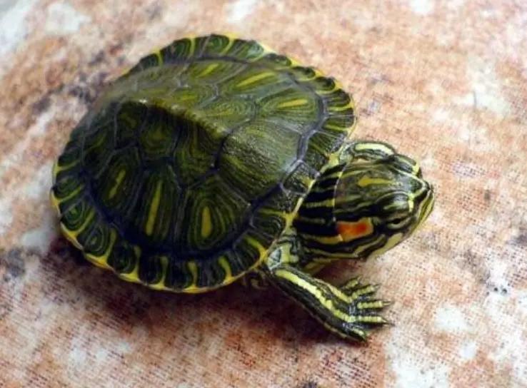 巴西龟幼龟怎么分公母图解（巴西龟苗如何分公母）