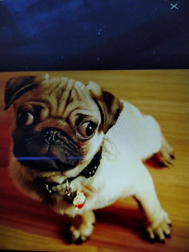 想买个狗狗去哪个平台（买狗狗在哪买）