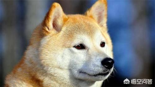 狗狗食欲不振爱睡觉（狗狗食欲不振,没精神,嗜睡）