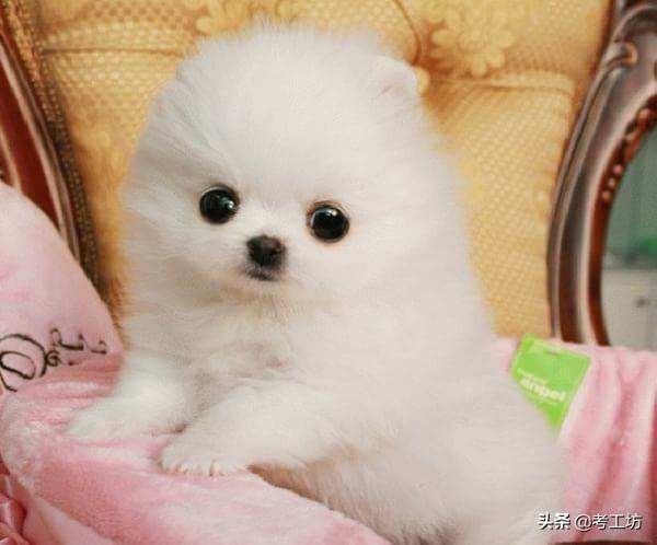 小博美犬好养吗（小博美犬好养吗）