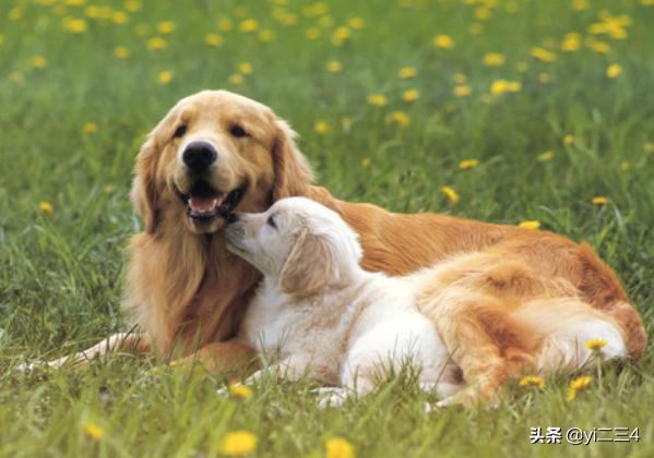 两个月的狗狗皮肤病怎么办（两个月的狗狗身上痒怎么办）