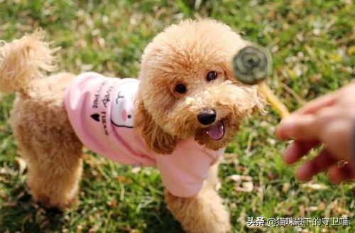 大狗感冒了吃什么药好（大狗感冒了吃什么药好人的）