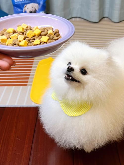 怎么养博美（怎么养博美犬）