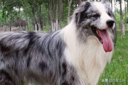 品相不好的边牧（品相不好的边牧后代会怎么样）