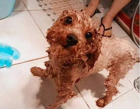 泰迪皮肤病结痂有皮屑（泰迪得了皮肤病结痂）