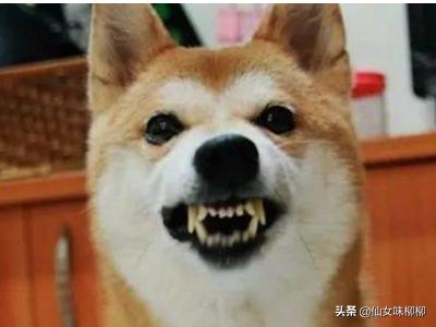 狗狗最喜欢的声音（狗狗最喜欢的声音是什么）