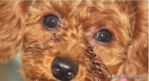 狗哭的表情包 动态图（狗哭的表情包 动态图片）