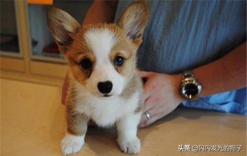 狗感冒了吃什么药药店买的到的