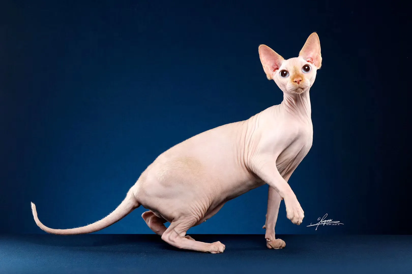 养宠物猫养什么品种的好（宠物猫养哪种比较好）