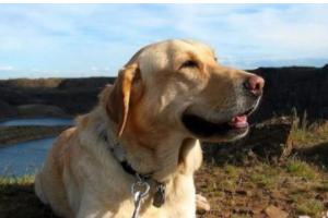 宠物美容师招聘怎么写（招聘宠物美容师应该怎么发广告）