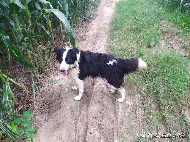 边境牧羊犬为什么很少叫（边境牧羊犬为什么难养）