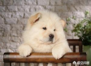 狗狗呕吐拉稀厌食是什么症状