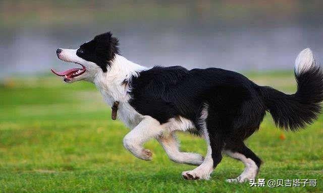 放羊的犬训练教程（放羊牧羊犬怎么训练）