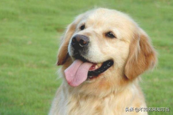 宠物狗的性格特点（宠物狗性格介绍）