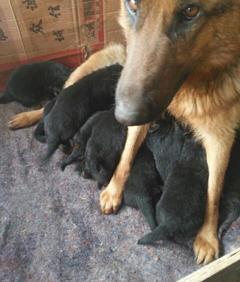 两个月德牧幼犬喂养（两个月的德牧应该吃多少）