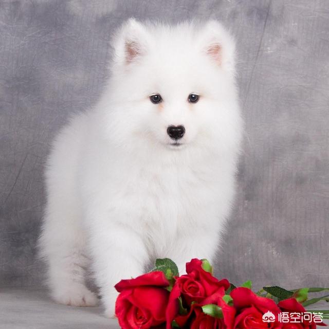 两个月萨摩耶图片（两个月的萨摩耶是什么样子的）