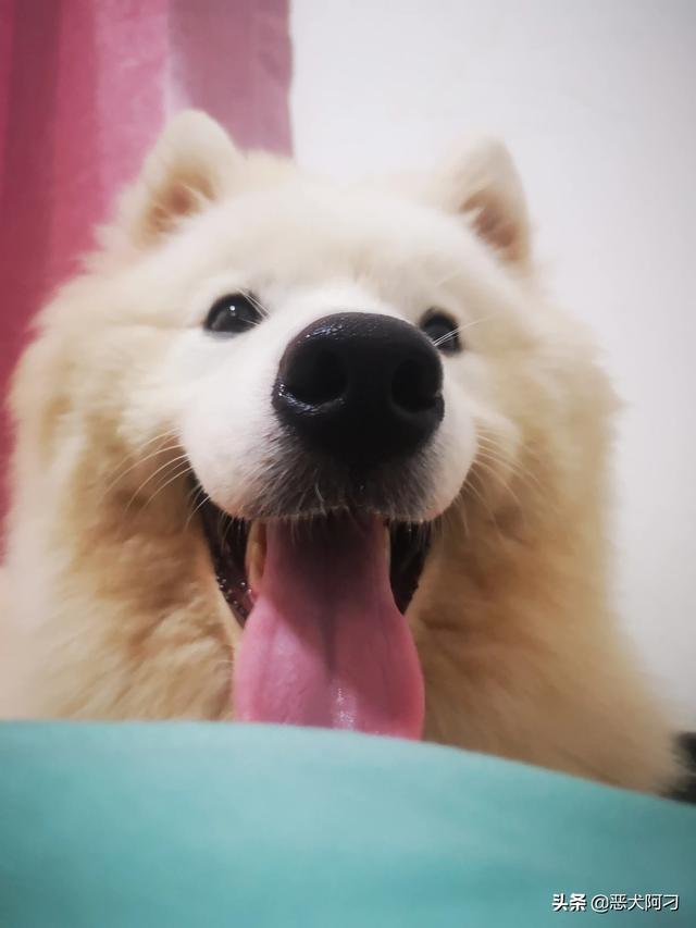 哪种狗狗最可爱最好养又聪明