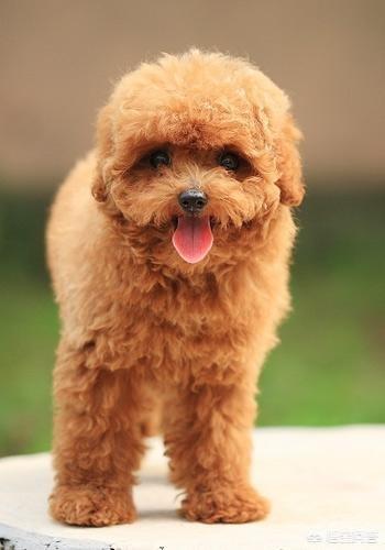 长不大的狗狗是什么狗（长不大的狗有哪些品种多少钱）