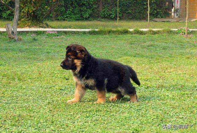 智商高的大型犬（智商高的大型犬图片）