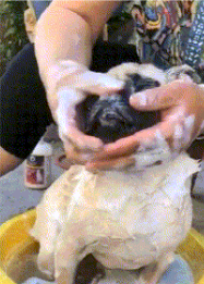 房间有狗虱子怎么消灭（房间有狗虱怎么办）