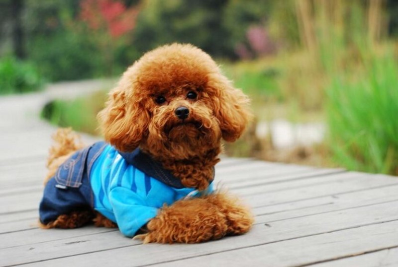 泰迪狗多少钱一只 