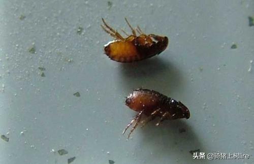 怎么彻底消灭跳蚤