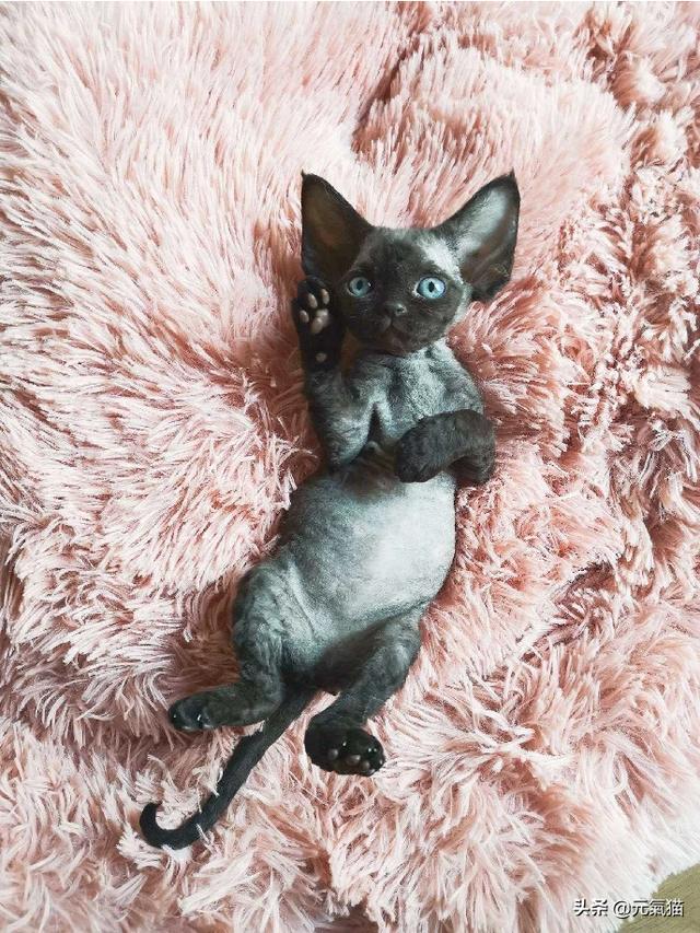 十大忠诚的猫排名（十大忠诚的猫排名图片）