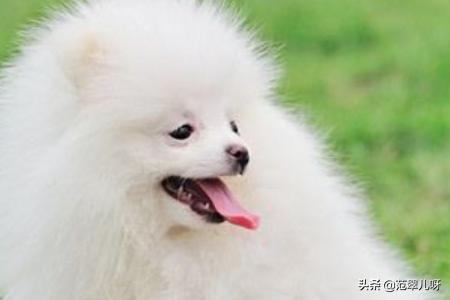 怎么给博美犬洗澡（怎么给博美犬洗澡眼睛怎么洗）