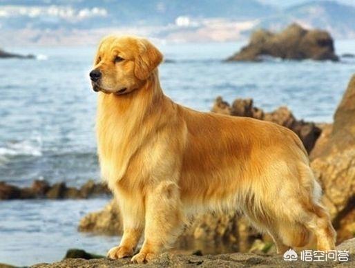 怎么驯养金毛（怎样驯养金毛）