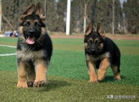 正宗血统的狗狗（狗血统级的品级）