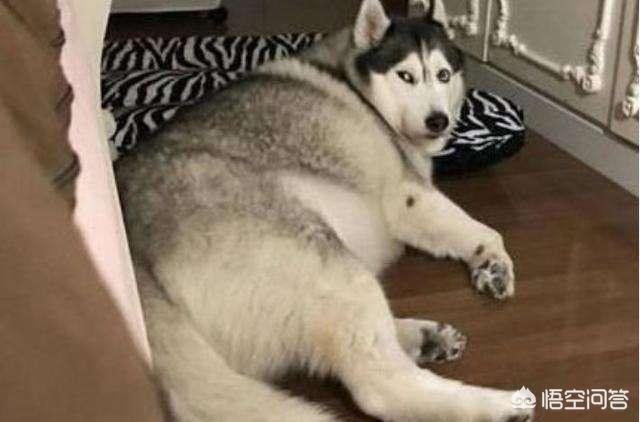 哈士奇吃什么才会长胖（哈士奇吃啥能胖起来）