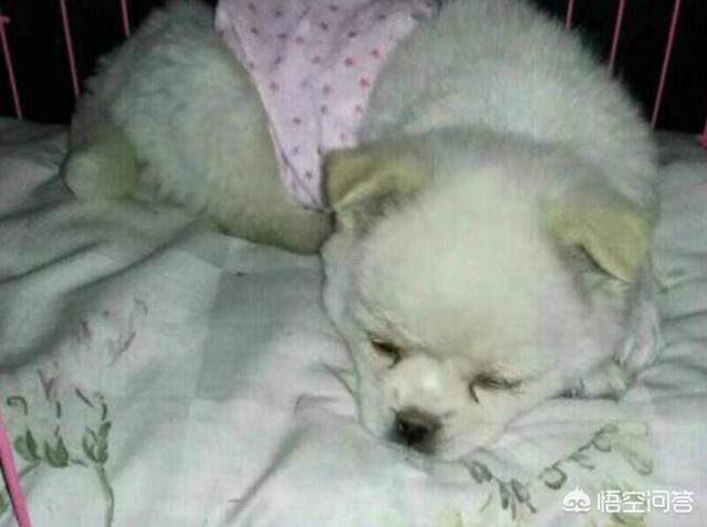 狗瘟是怎么得的（狗瘟原因引起的）