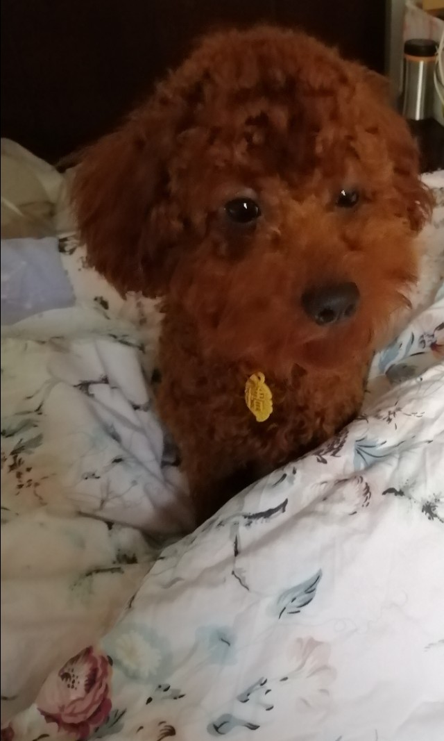 宠物造型（宠物造型图片）