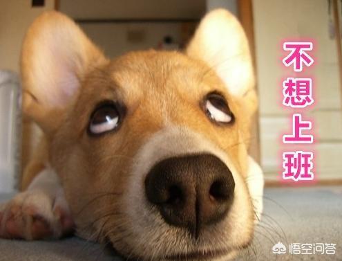 狗狗丢了（狗狗丢了会认新主人吗）