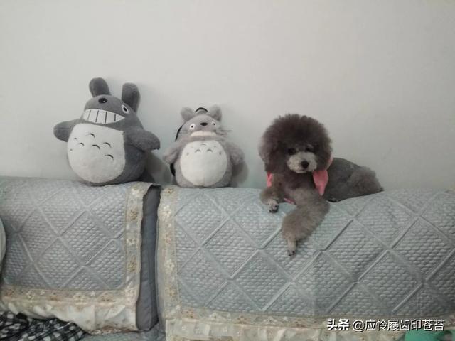 宠物狗的品种和图片（宠物狗种类及图片名称）