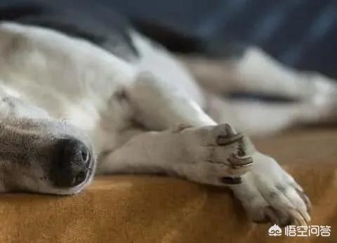 狗狗便血是一直有血吗（狗狗便血还有救吗）