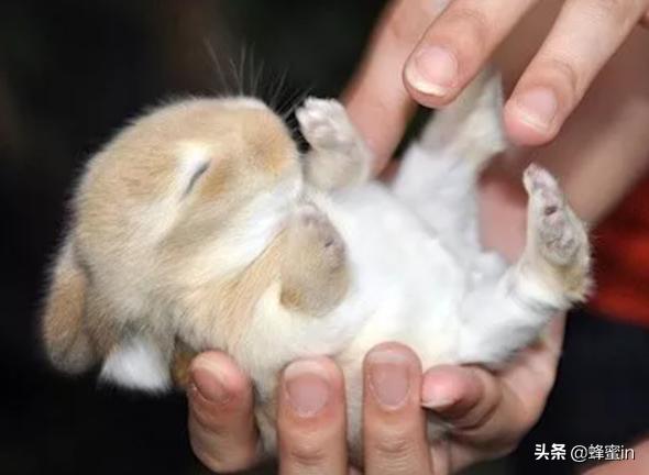 宠物兔子名字独特小众（宠物兔子名字独特小众英文）